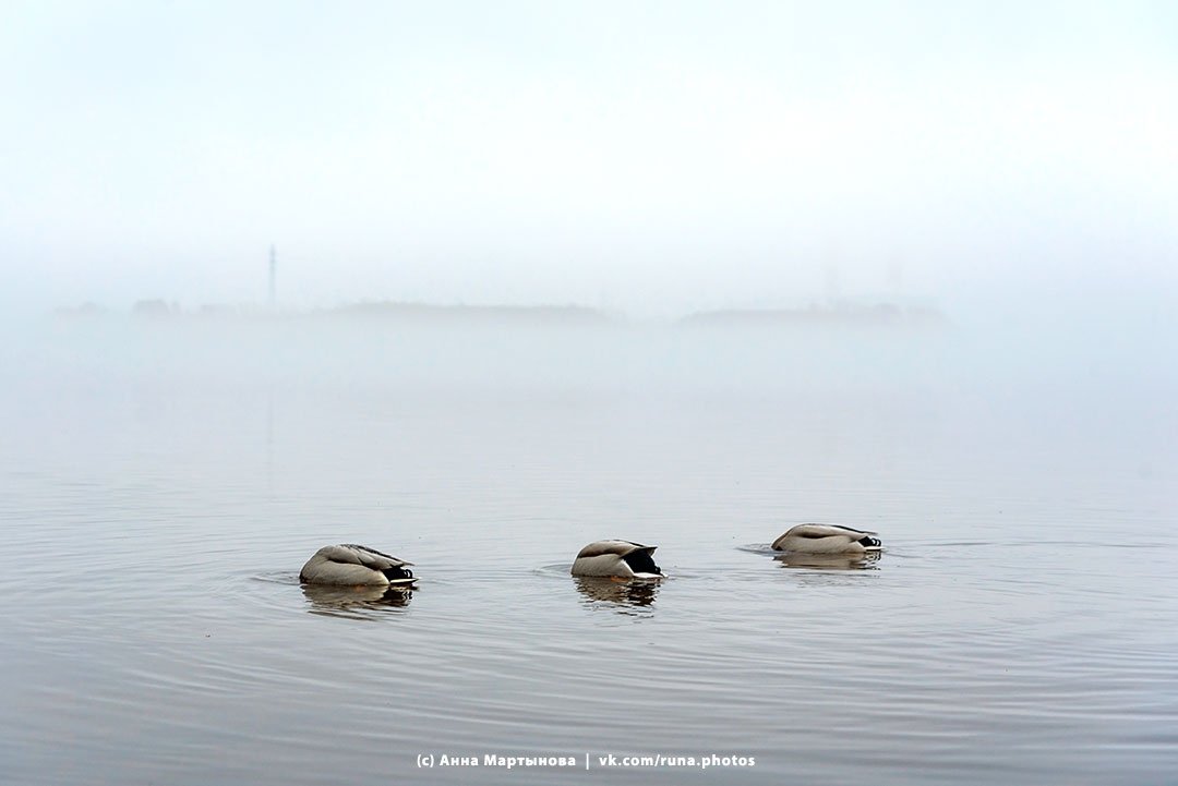 Как же красиво было вчера! Туманная Кузнечиха в объективе Анны Мартыновой Как же красиво было вчера! Туманная Кузнечиха в объективе Анны Мартыновой
