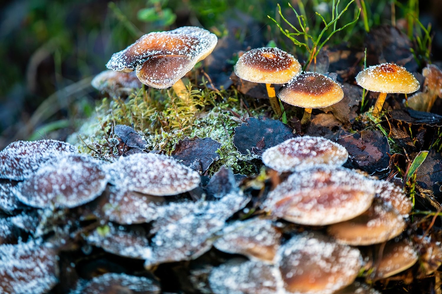 Давно не делились мы с вами красотой, которую снимает Сергей Олюков Давно не делились мы с вами красотой, которую снимает Сергей Олюков