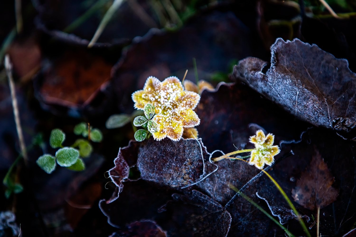 Давно не делились мы с вами красотой, которую снимает Сергей Олюков