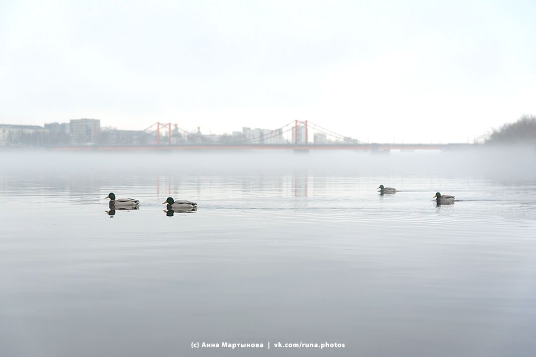Как же красиво было вчера! Туманная Кузнечиха в объективе Анны Мартыновой