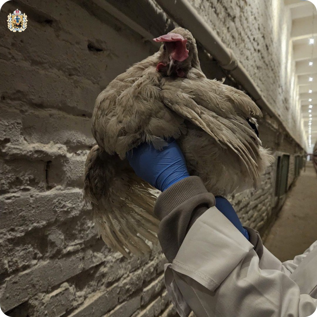 Марта Туголукова закончила архангельский многопрофильный колледж и трудится зоотехником Марта Туголукова закончила архангельский многопрофильный колледж и трудится зоотехником