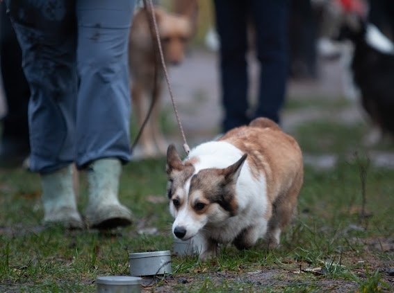 В прошедшие выходные на учебно-дрессировочной площадке в Соломбале было невероятно весело и шумно! Здесь прошел праздник «Человек собаке друг», который организовала Федерация кинологического спорта Архангельска В прошедшие выходные на учебно-дрессировочной площадке в Соломбале было невероятно весело и шумно! Здесь прошел праздник «Человек собаке друг», который организовала Федерация кинологического спорта Архангельска