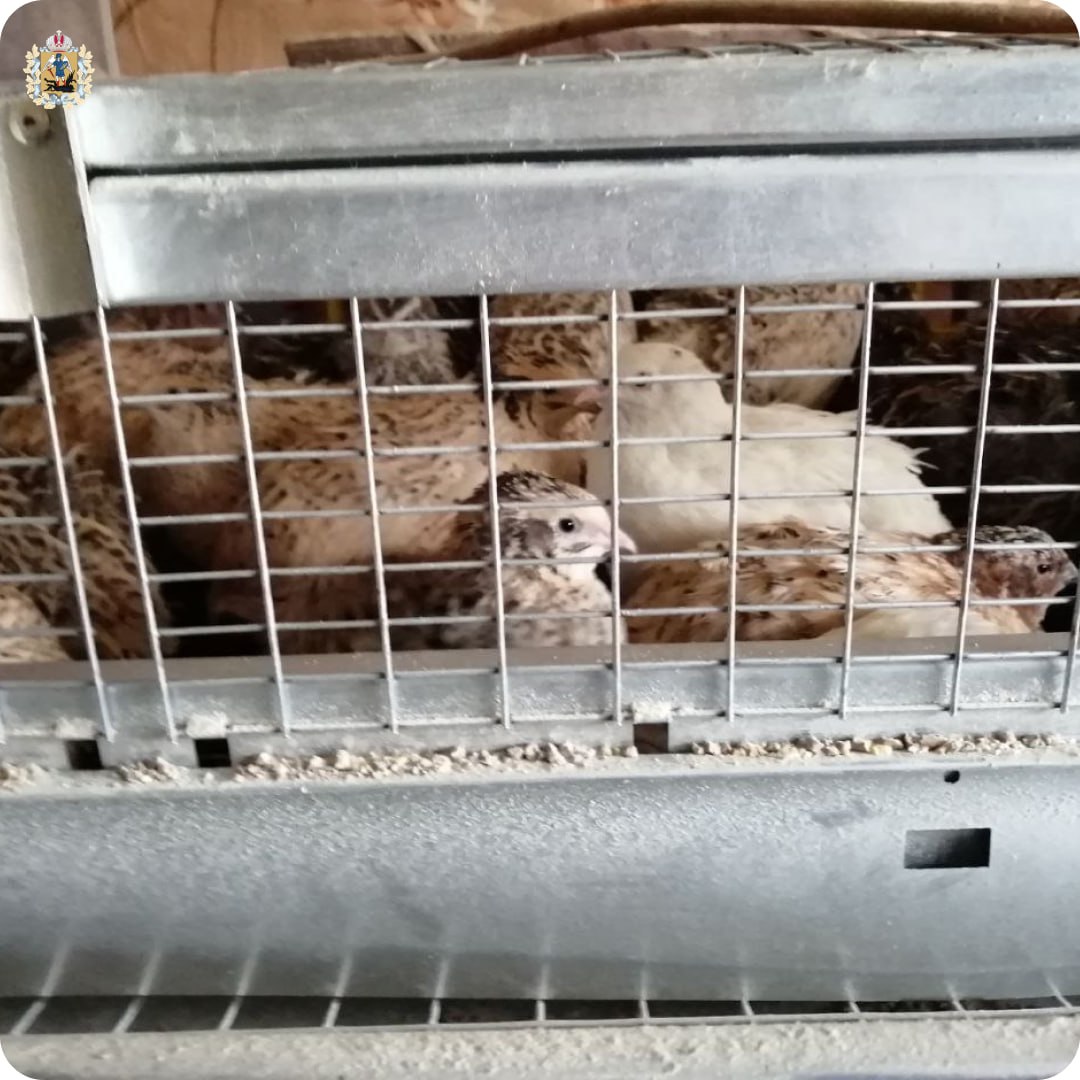 Жительница Верхнетоемского округа в рамках соцконтракта развивает личное подсобное хозяйство Жительница Верхнетоемского округа в рамках соцконтракта развивает личное подсобное хозяйство