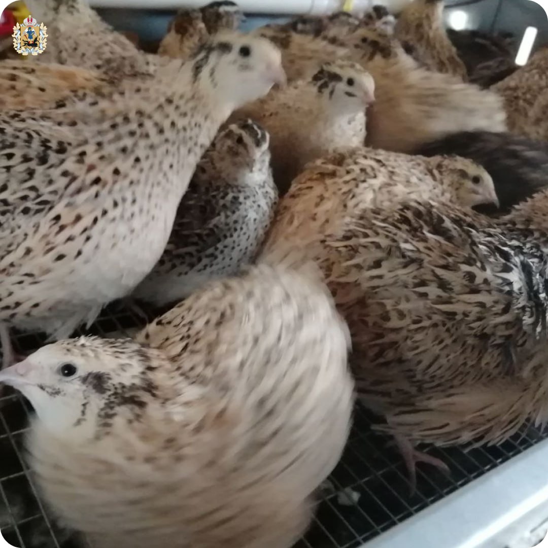 Жительница Верхнетоемского округа в рамках соцконтракта развивает личное подсобное хозяйство Жительница Верхнетоемского округа в рамках соцконтракта развивает личное подсобное хозяйство