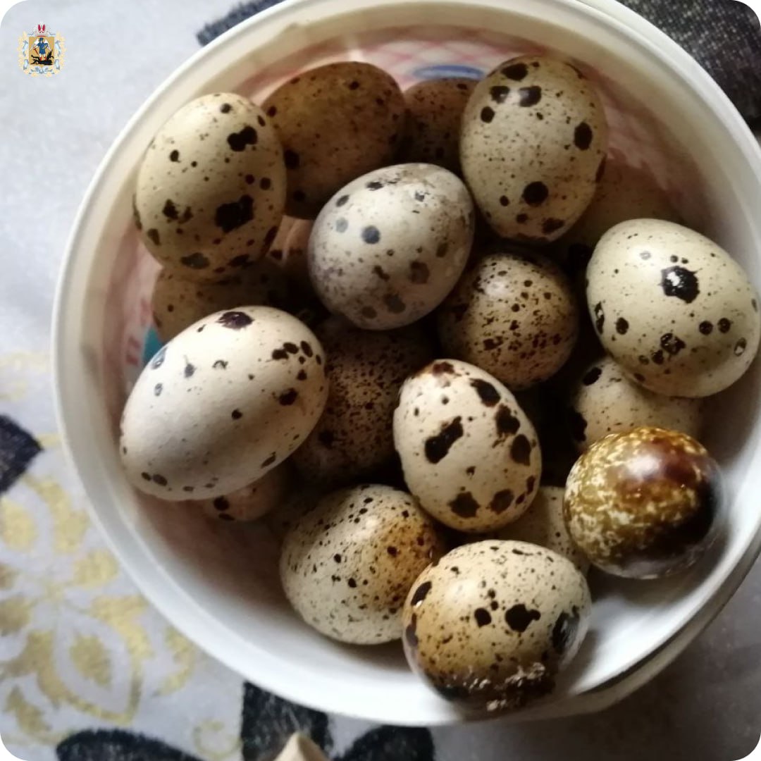 Жительница Верхнетоемского округа в рамках соцконтракта развивает личное подсобное хозяйство Жительница Верхнетоемского округа в рамках соцконтракта развивает личное подсобное хозяйство