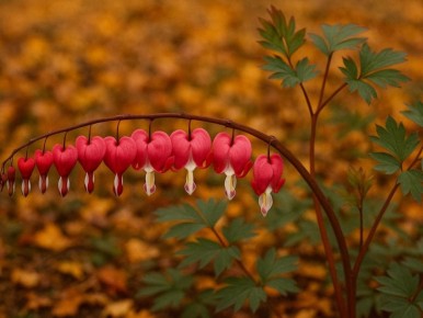 Как дицентра великолепная преображает октябрьские сады
