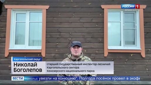 Лосёнок Федя из Кенозерья отправился в свой новый дом