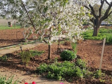 Деревья как решение проблемы избытка влаги