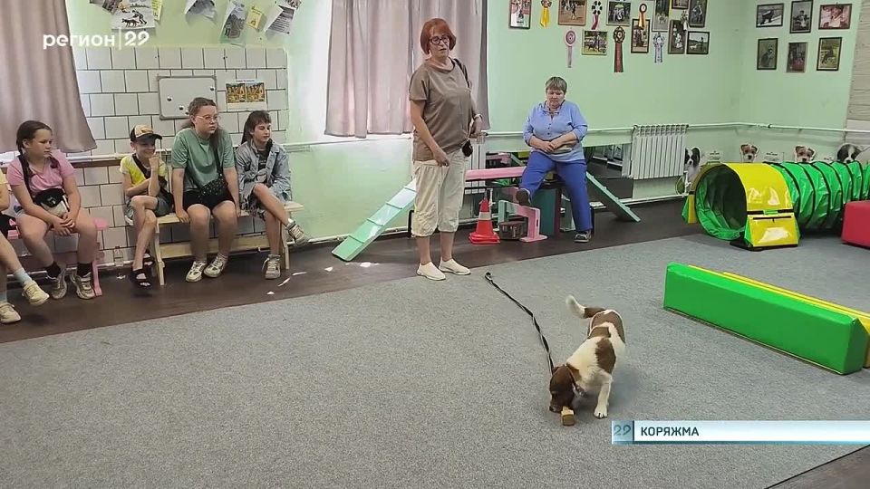 В Коряжме реализуется важный социальный проект «Не бросай меня, человек!»