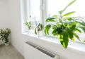Как сохранить комнатные растения в зимний период: советы по изоляции подоконников