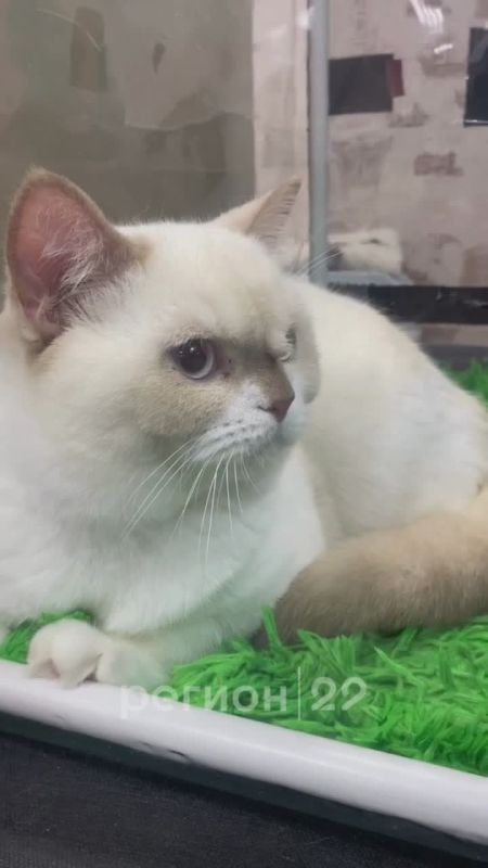 Сегодня в Архангельске любители кошек собрались на тематической выставке