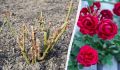 Когда открывать розы после зимы, чтобы они не пропали