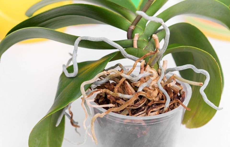 Спасаем орхидеи с гниющими корнями