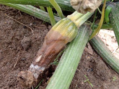 Как преодолеть проблемы с урожаем кабачков в непростых условиях августа