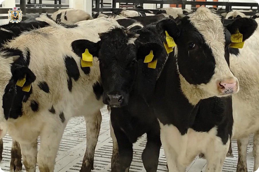 В Устьянском округе завершается строительство нового животноводческого комплекса В Устьянском округе завершается строительство нового животноводческого комплекса