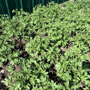 Как обеспечить картофелю идеальные условия для роста: секреты успешной подкормки