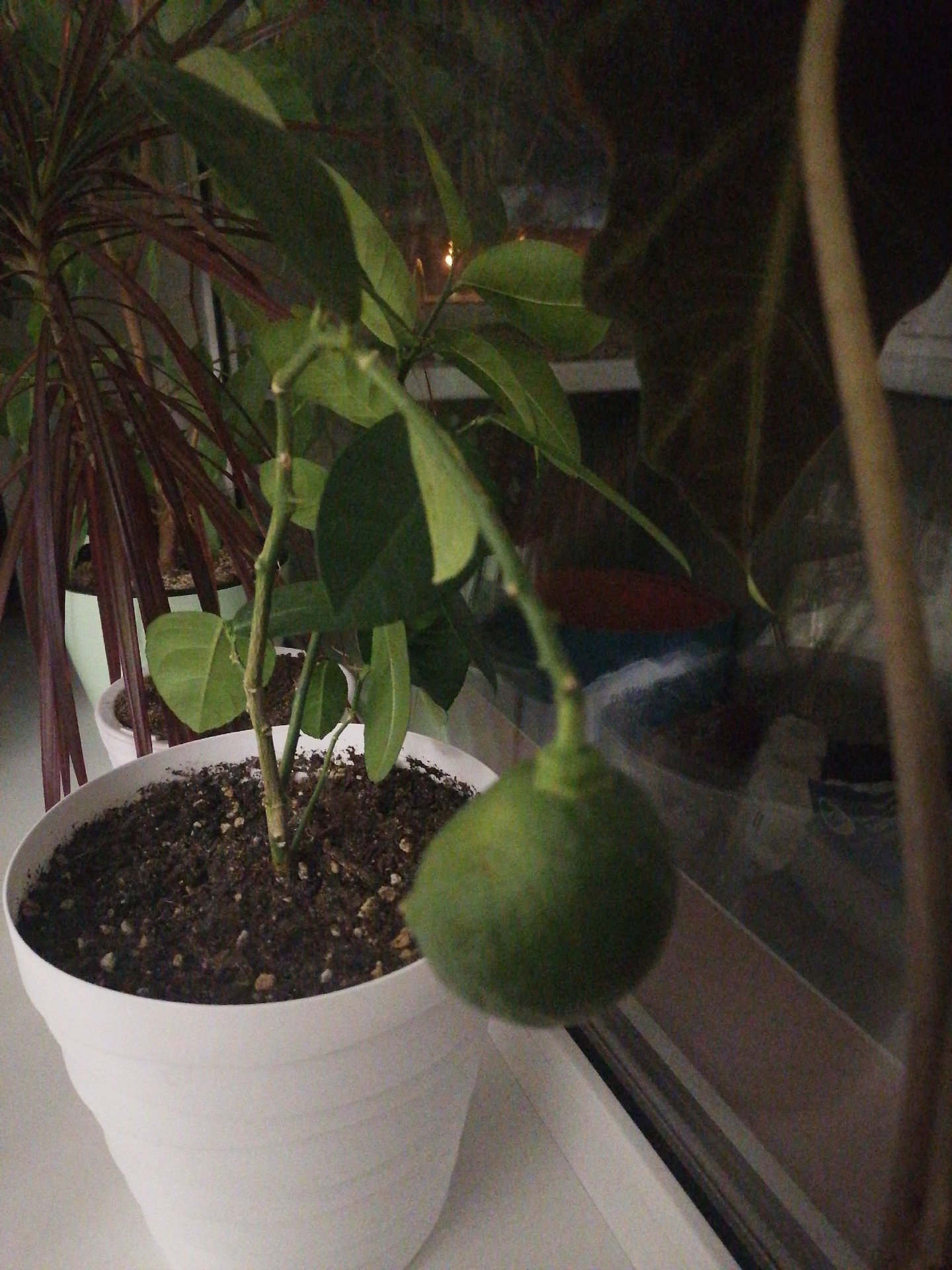 Северяне прямо дома выращивают лимоны и мандарины! Северяне прямо дома выращивают лимоны и мандарины!