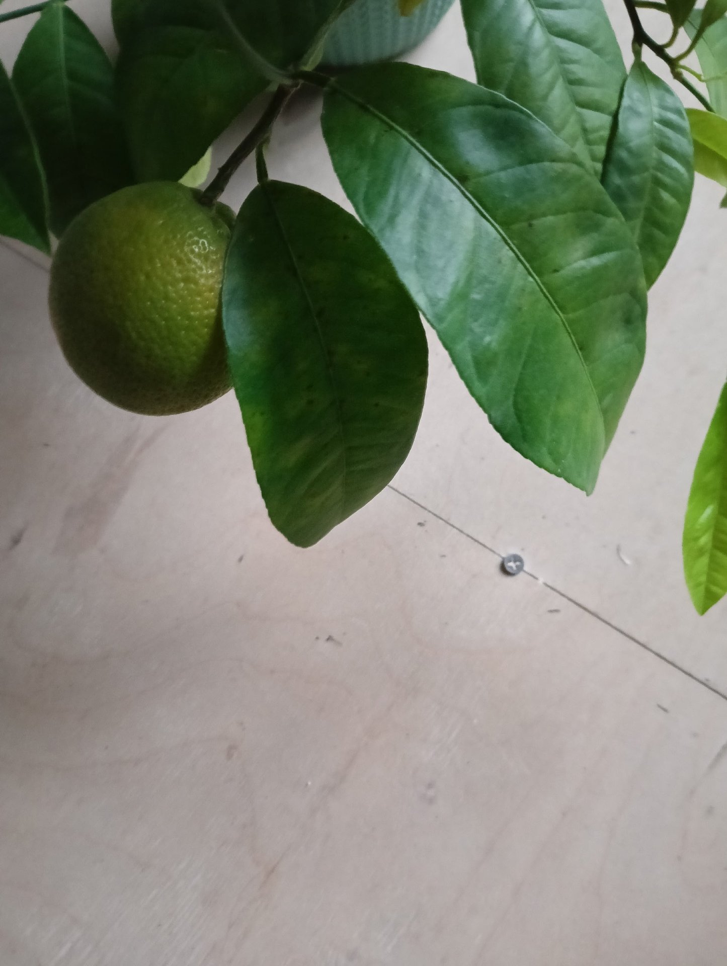 Северяне прямо дома выращивают лимоны и мандарины! Северяне прямо дома выращивают лимоны и мандарины!