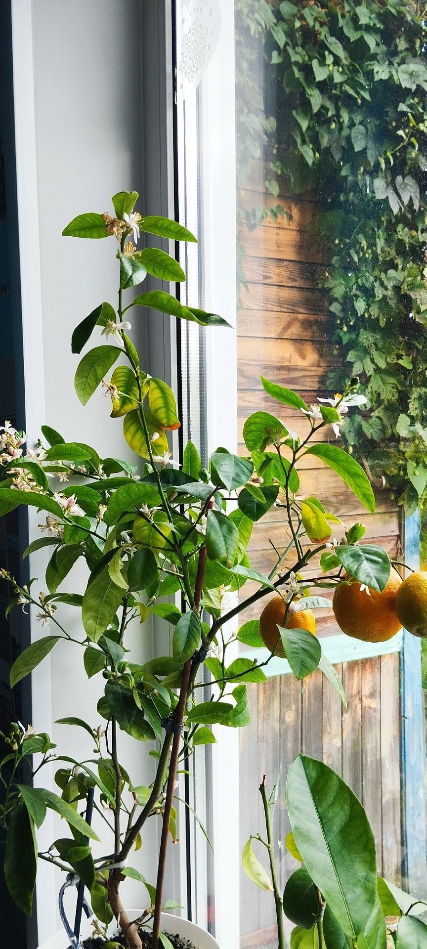 Северяне прямо дома выращивают лимоны и мандарины! Северяне прямо дома выращивают лимоны и мандарины!