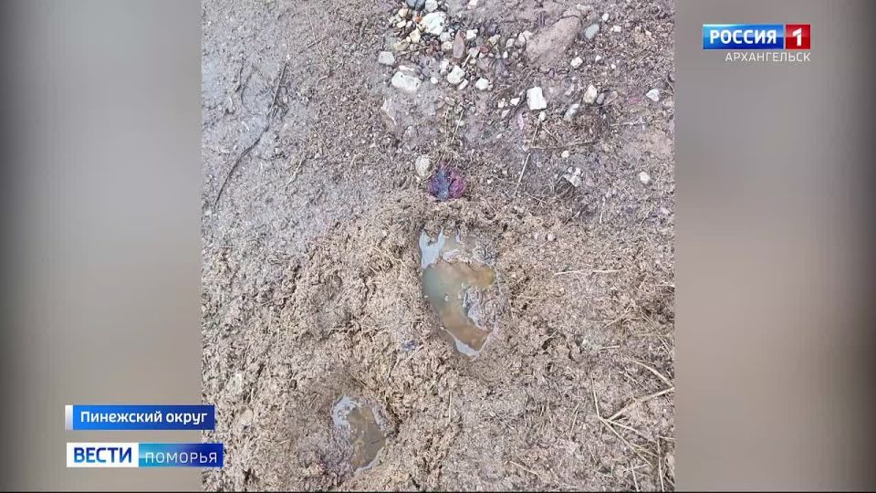 В деревне Пиринемь Пинежского округа медведь забрался в хлев и растерзал корову