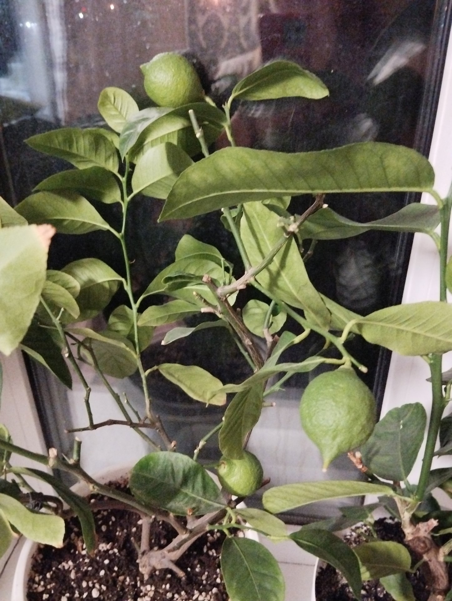 Северяне прямо дома выращивают лимоны и мандарины! Северяне прямо дома выращивают лимоны и мандарины!