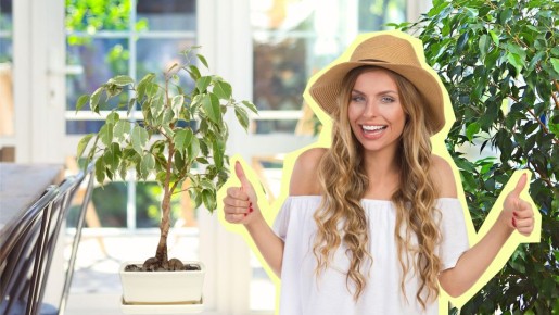 Опадают листья фикуса? 5 простых правил мигом вернут цветок к жизни