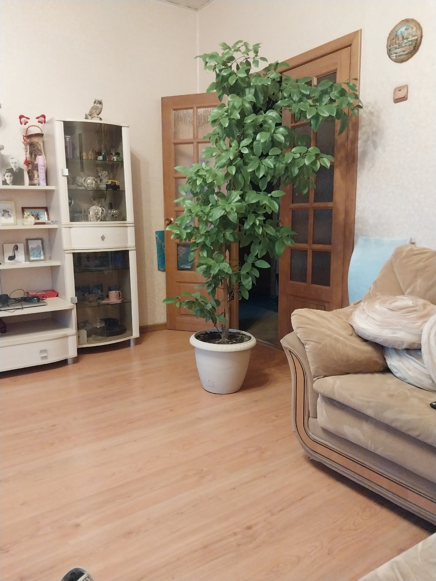 Северяне прямо дома выращивают лимоны и мандарины! Северяне прямо дома выращивают лимоны и мандарины!