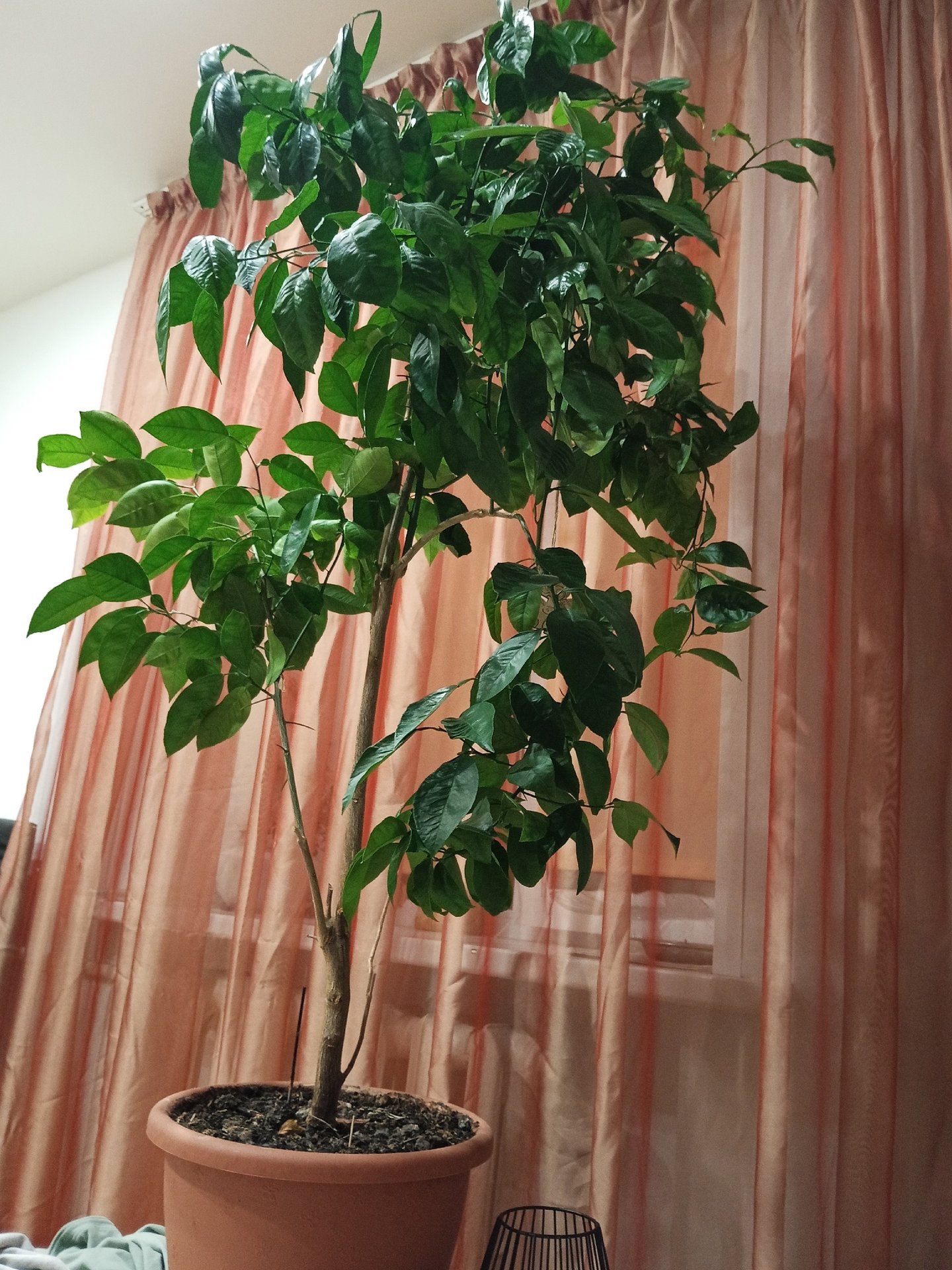 Северяне прямо дома выращивают лимоны и мандарины! Северяне прямо дома выращивают лимоны и мандарины!