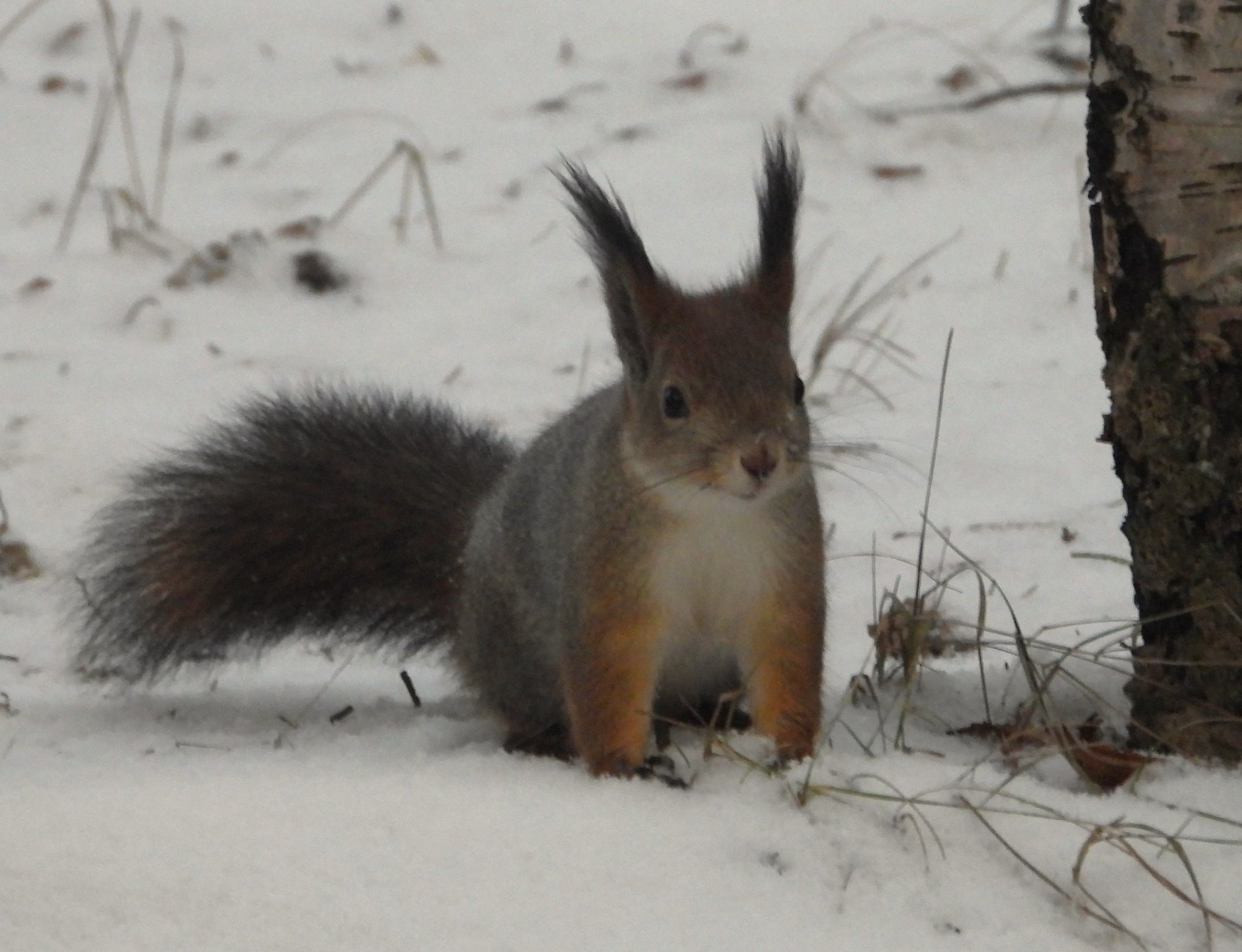 Непростой сезон ягринских белок Непростой сезон ягринских белок