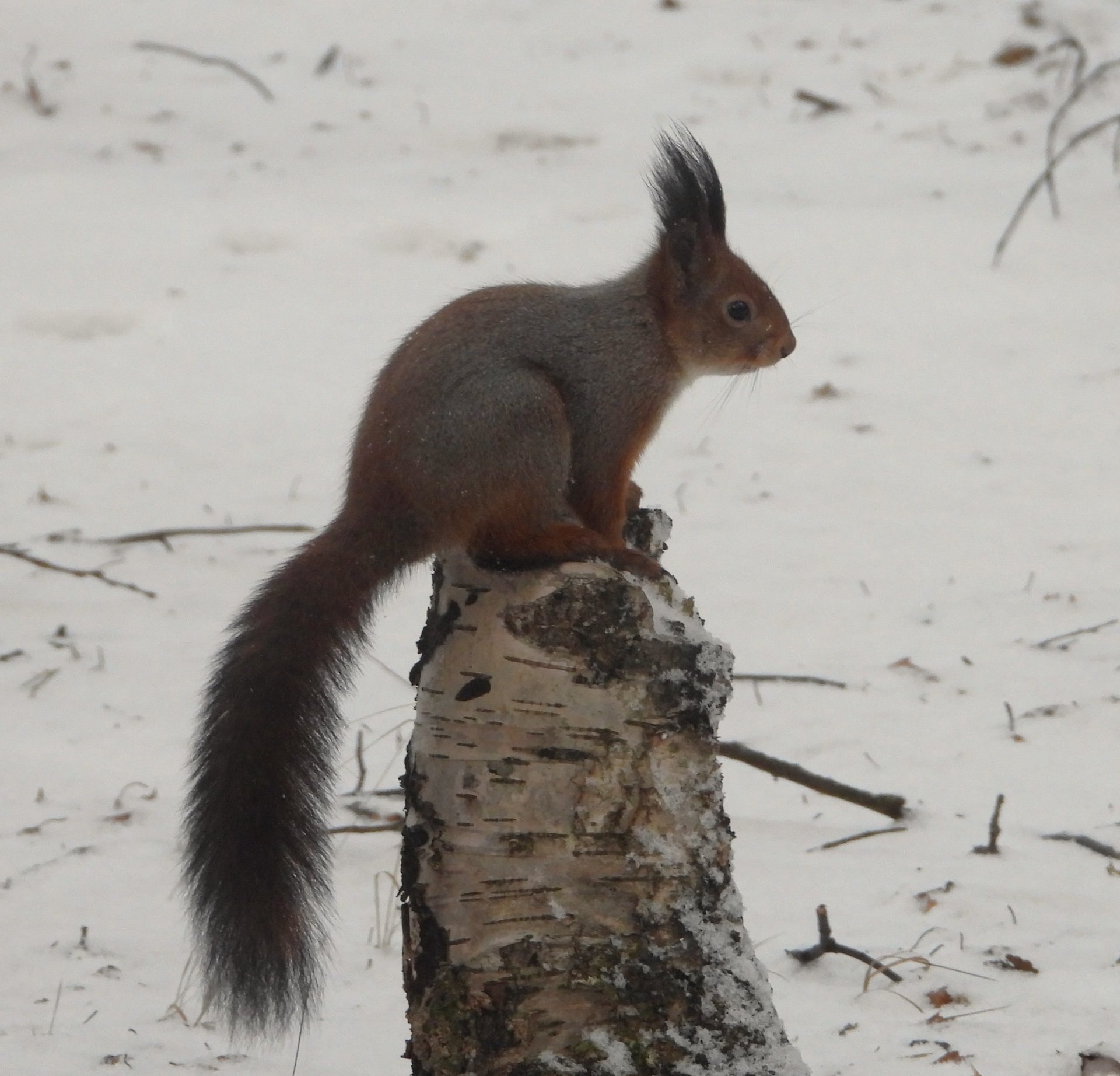 Непростой сезон ягринских белок Непростой сезон ягринских белок