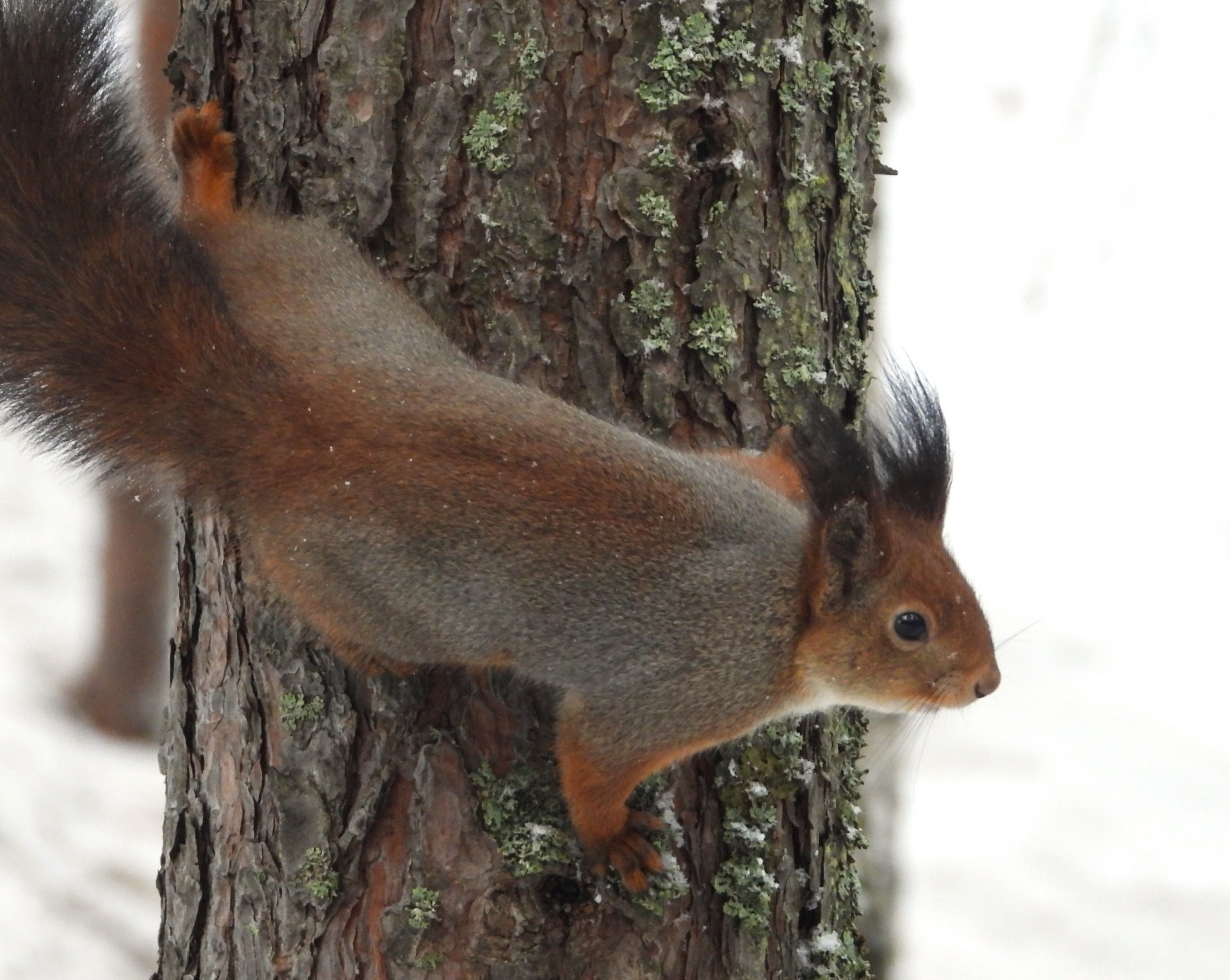 Непростой сезон ягринских белок Непростой сезон ягринских белок