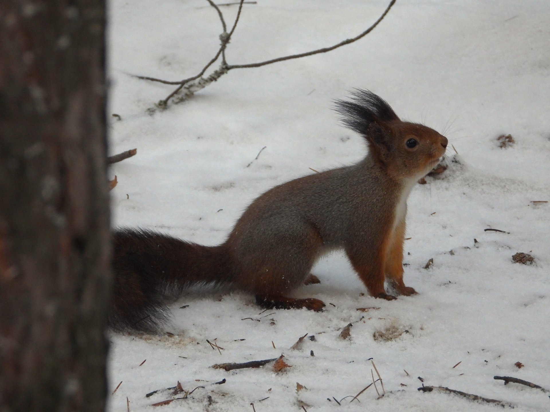 Непростой сезон ягринских белок