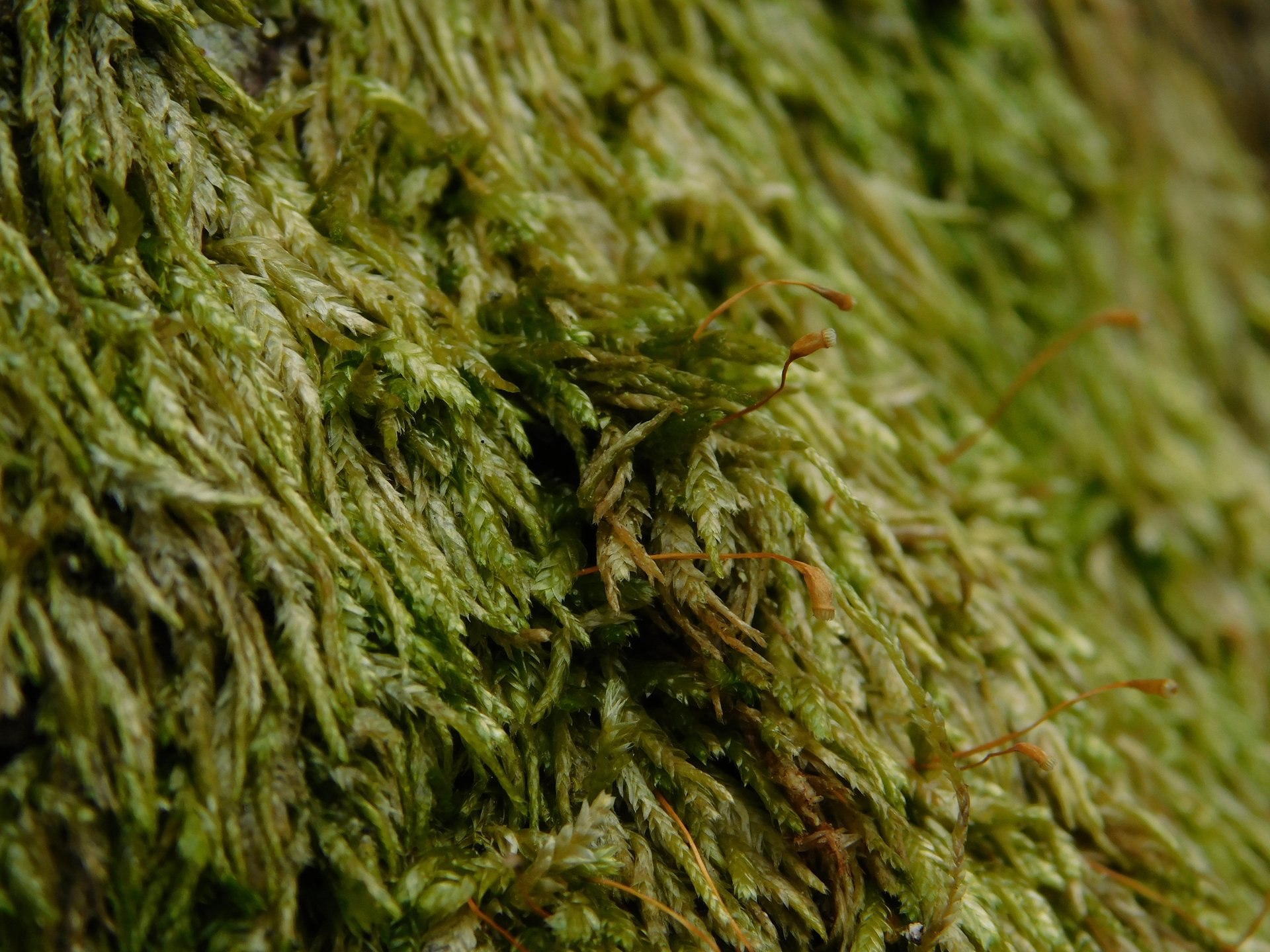 Удивительная находка в заповедных уголках Архангельской области! Удивительная находка в заповедных уголках Архангельской области!