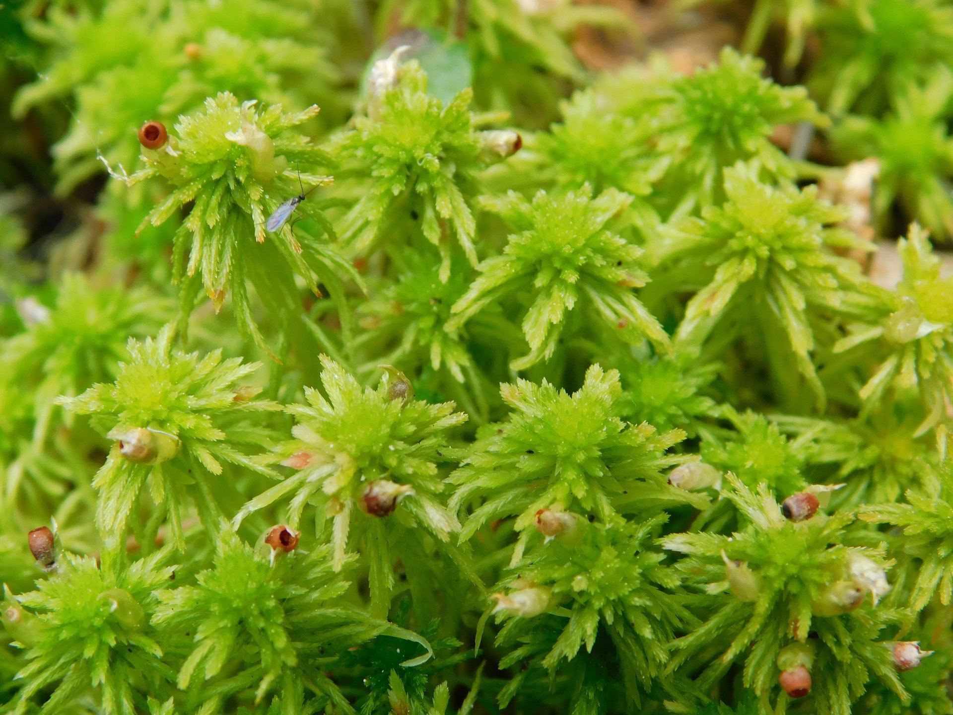 Удивительная находка в заповедных уголках Архангельской области! Удивительная находка в заповедных уголках Архангельской области!