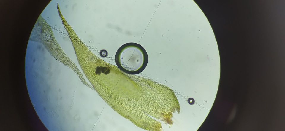 Удивительная находка в заповедных уголках Архангельской области!