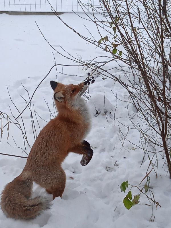 У жительницы Виноградовского округа завелась необычная подруга — рыжая лиса! Нина Панькова сняла, как плутовка наведывается в гости и лакомится сливами прямо с ветки