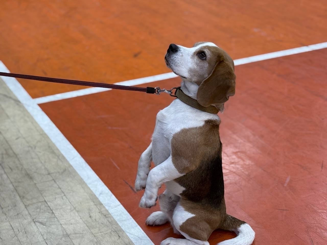 Школьники узнали о профессии кинолог-спасатель Школьники узнали о профессии кинолог-спасатель