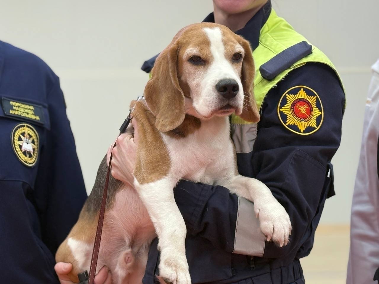 Школьники узнали о профессии кинолог-спасатель Школьники узнали о профессии кинолог-спасатель