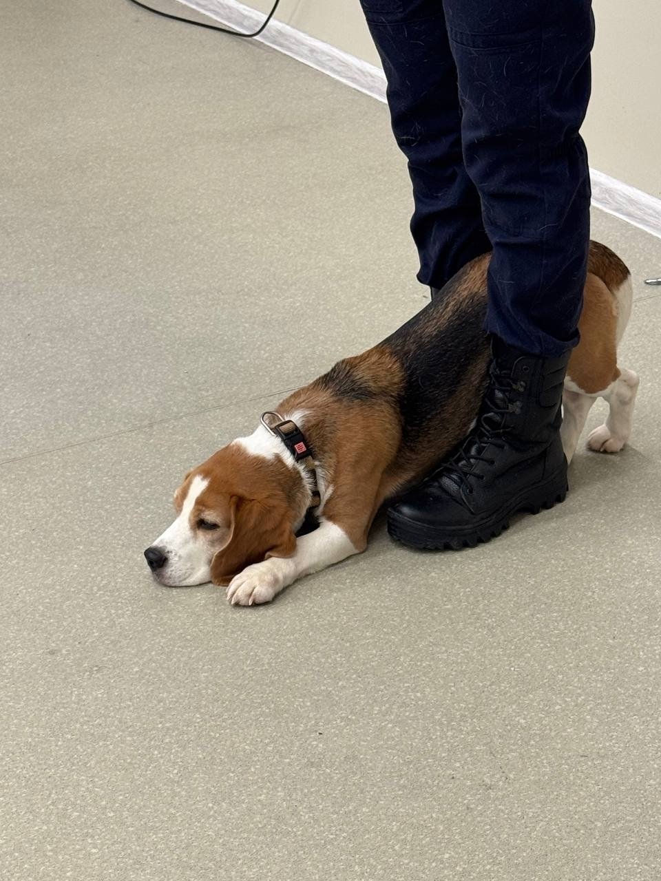 Школьники узнали о профессии кинолог-спасатель Школьники узнали о профессии кинолог-спасатель