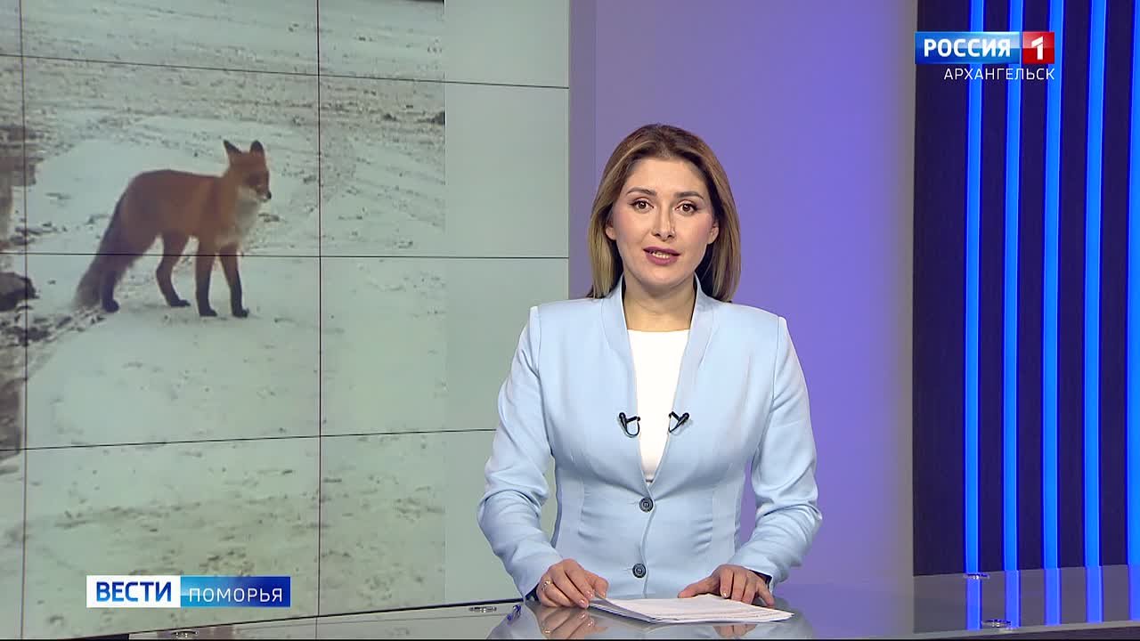 На автовокзале в Архангельске горожане заметили рыжую гостью — лису