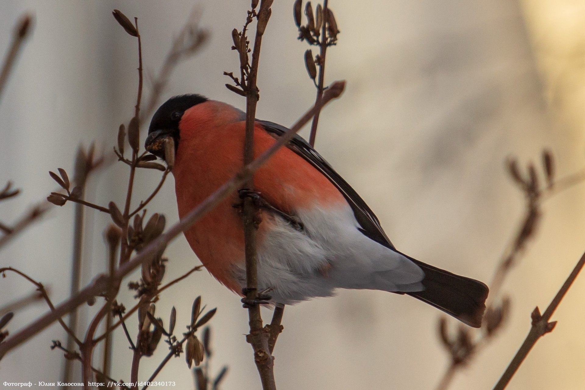 Пернатые спутники зимы на фотографиях Юлии Колосовой Пернатые спутники зимы на фотографиях Юлии Колосовой