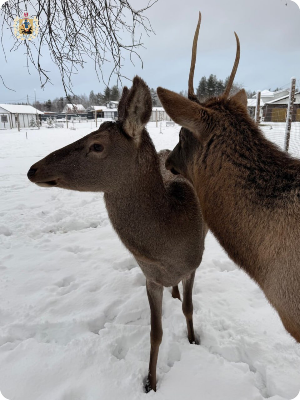 Экоферма "ПСАРёВО" в Приморском округе приглашает в гости Экоферма "ПСАРёВО" в Приморском округе приглашает в гости
