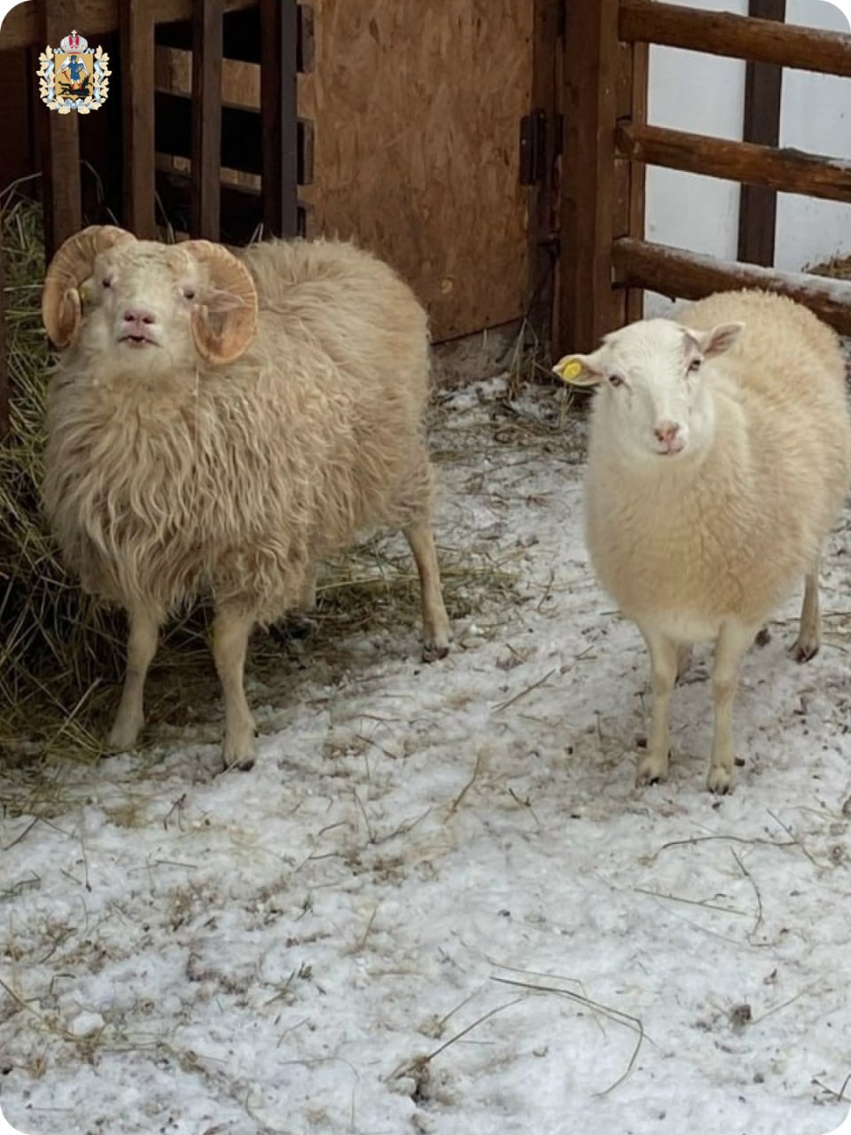 Экоферма "ПСАРёВО" в Приморском округе приглашает в гости Экоферма "ПСАРёВО" в Приморском округе приглашает в гости
