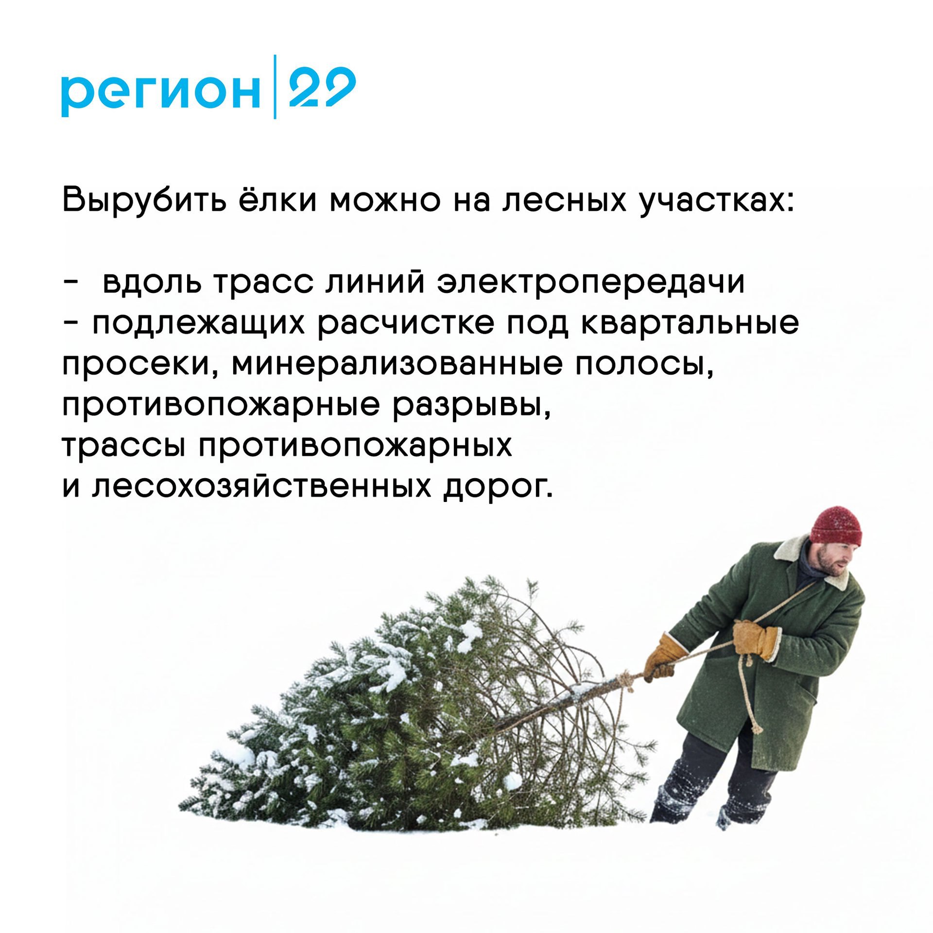 Сколько стоит срубить новогоднюю ёлку в Архангельской области? Сколько стоит срубить новогоднюю ёлку в Архангельской области?