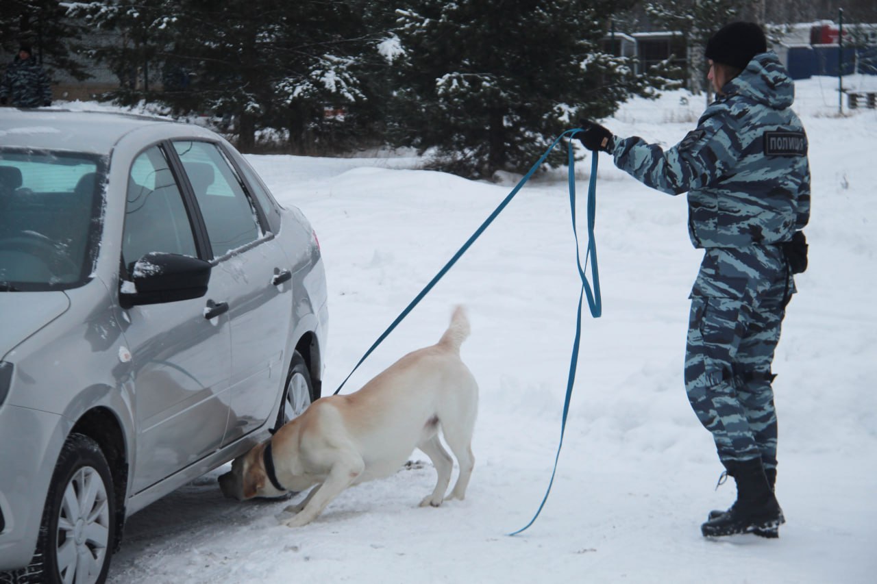 Первенство среди полицейских-кинологов прошло на базе Центра кинологической службы УМВД России по Архангельской области и стадиона Динамо Первенство среди полицейских-кинологов прошло на базе Центра кинологической службы УМВД России по Архангельской области и стадиона Динамо