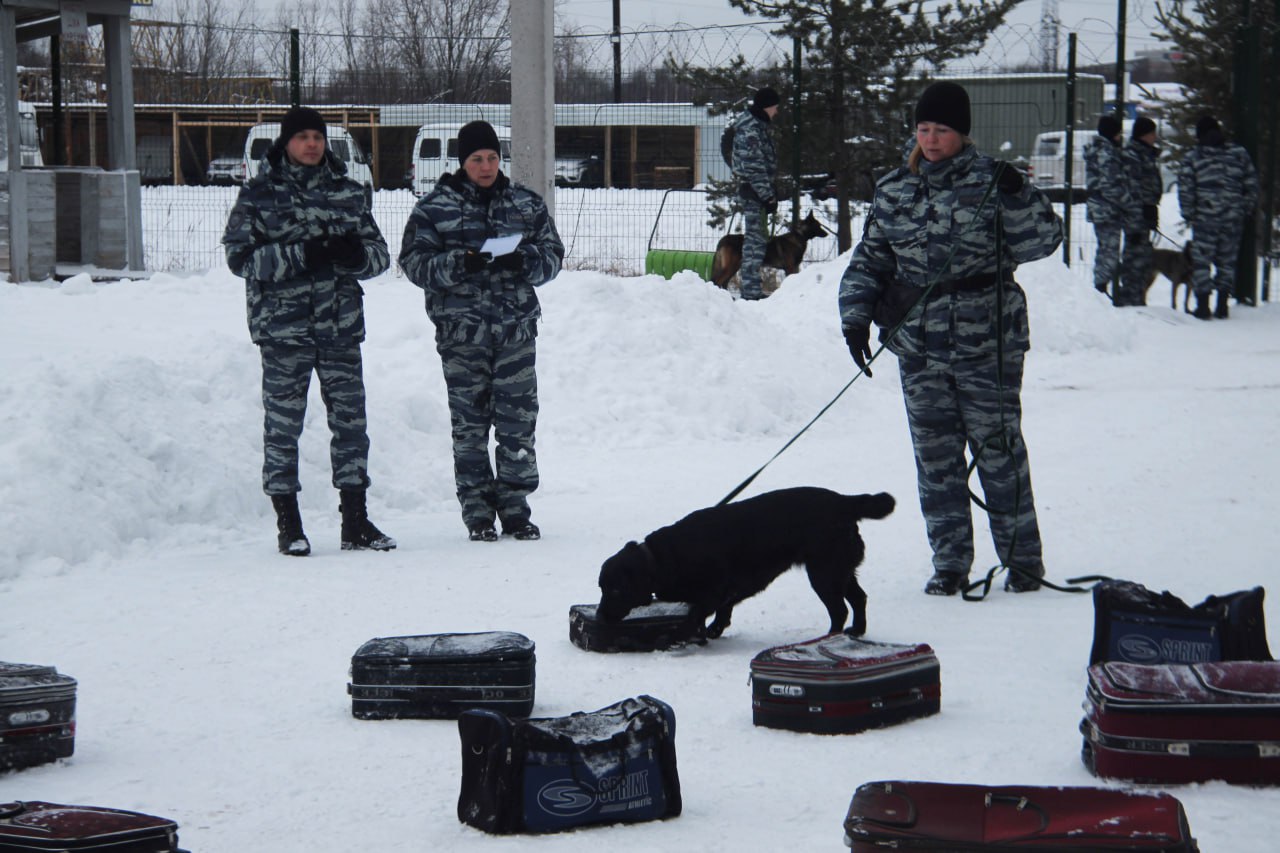 Первенство среди полицейских-кинологов прошло на базе Центра кинологической службы УМВД России по Архангельской области и стадиона Динамо Первенство среди полицейских-кинологов прошло на базе Центра кинологической службы УМВД России по Архангельской области и стадиона Динамо