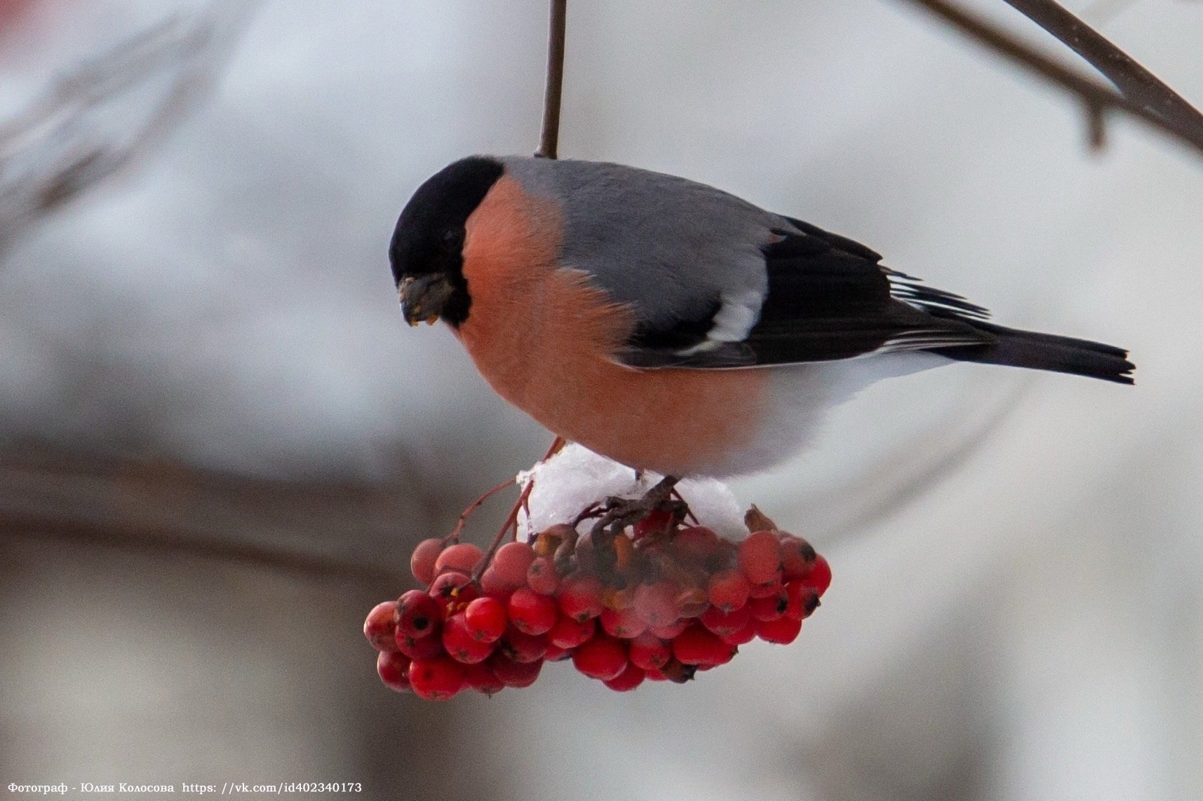 Пернатые спутники зимы на фотографиях Юлии Колосовой Пернатые спутники зимы на фотографиях Юлии Колосовой