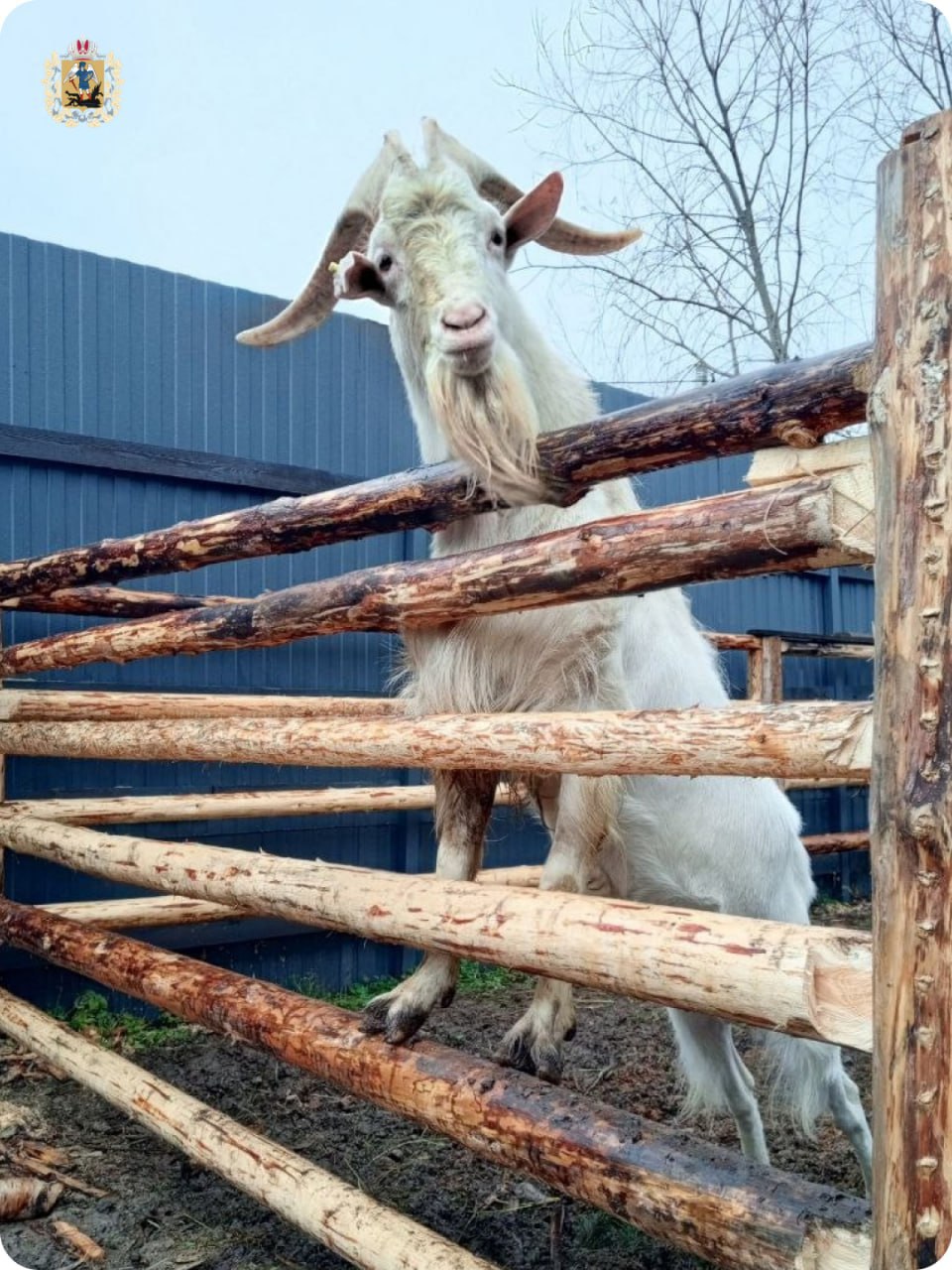 Экоферма "ПСАРёВО" в Приморском округе приглашает в гости Экоферма "ПСАРёВО" в Приморском округе приглашает в гости