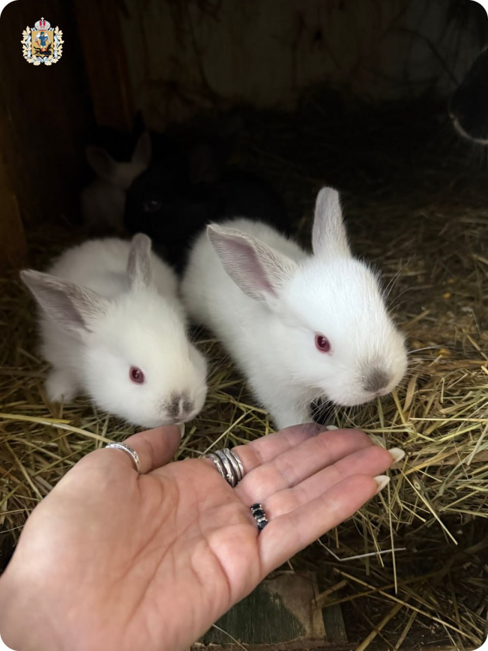 Экоферма "ПСАРёВО" в Приморском округе приглашает в гости Экоферма "ПСАРёВО" в Приморском округе приглашает в гости