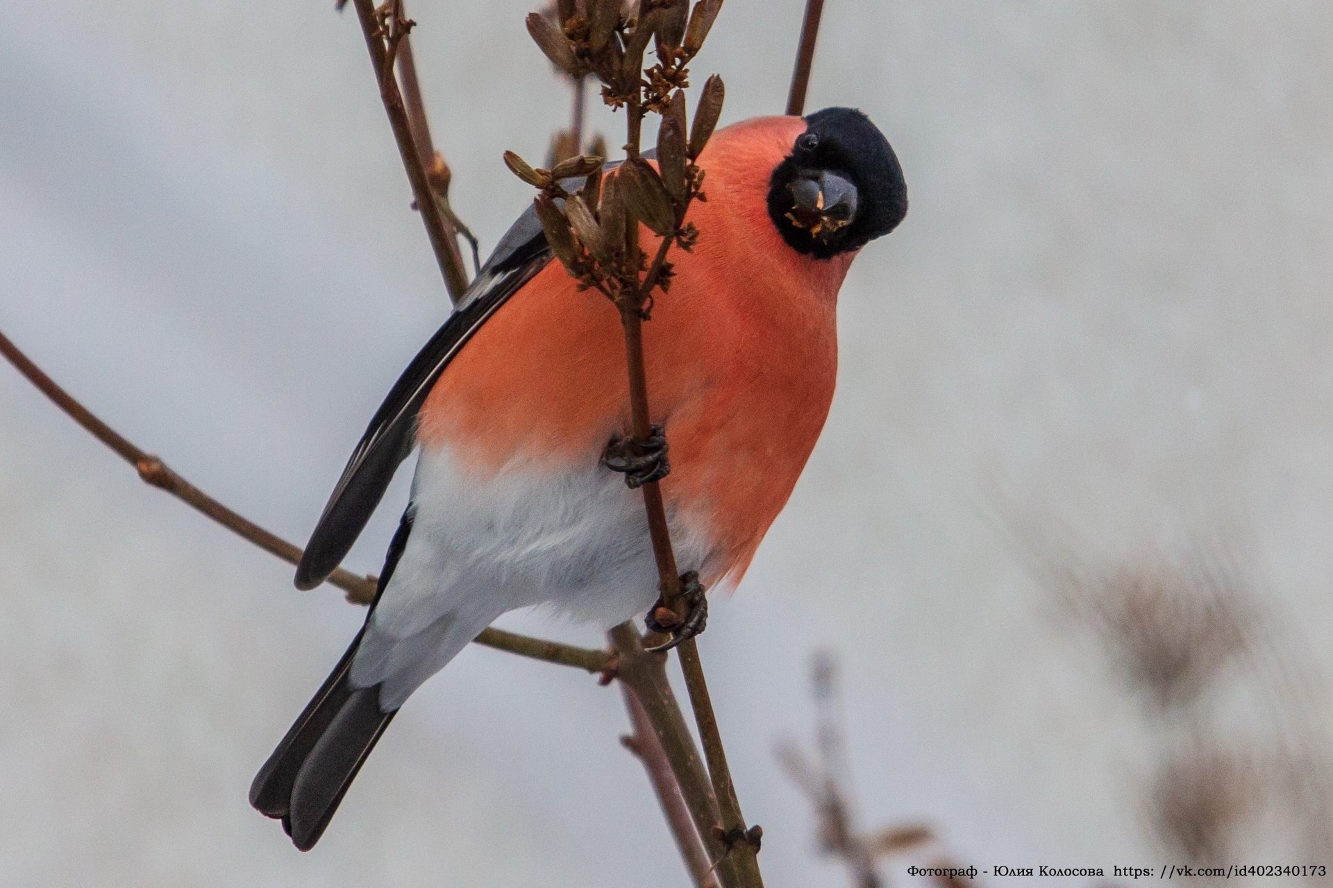Пернатые спутники зимы на фотографиях Юлии Колосовой
